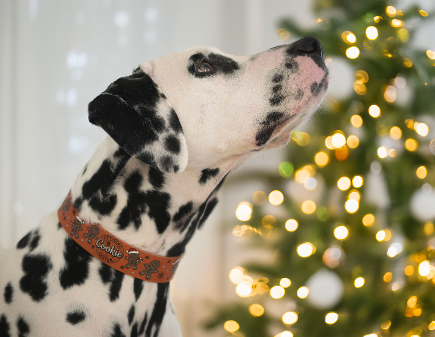 Weihnachtskollektion 2025