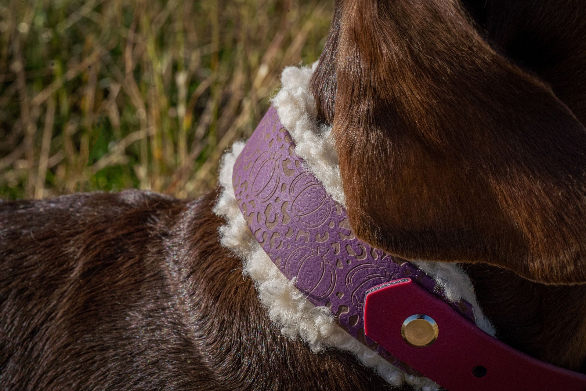Halsband Berry Pumpkin Leo