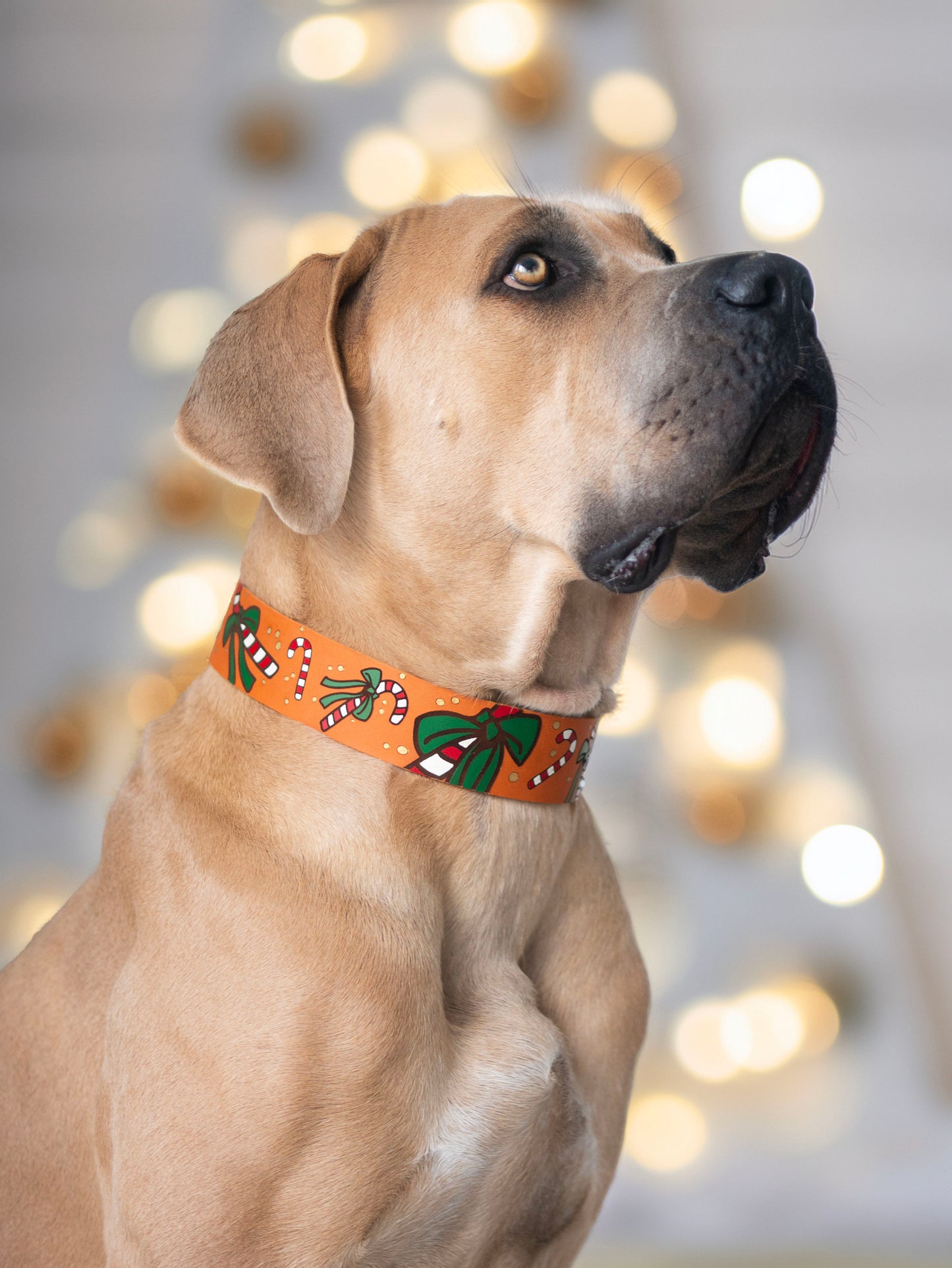 Weihnachtskollektion 2025