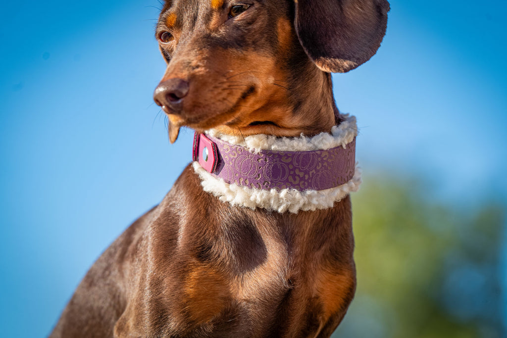 Halsband Berry Pumpkin Leo