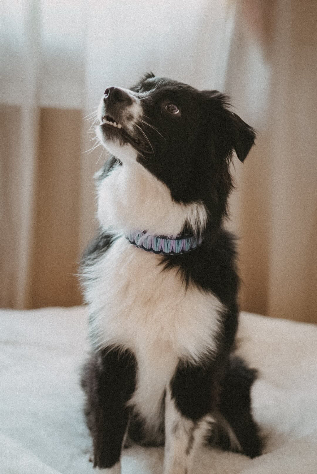 Paco