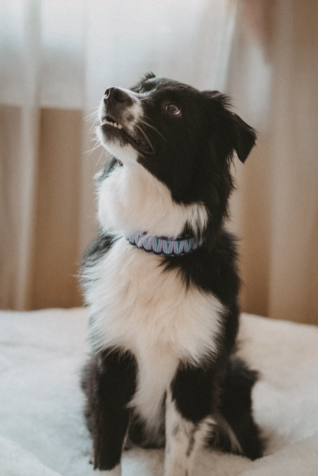 Paco
